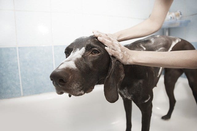 Plumbing Tips for Pet Owners